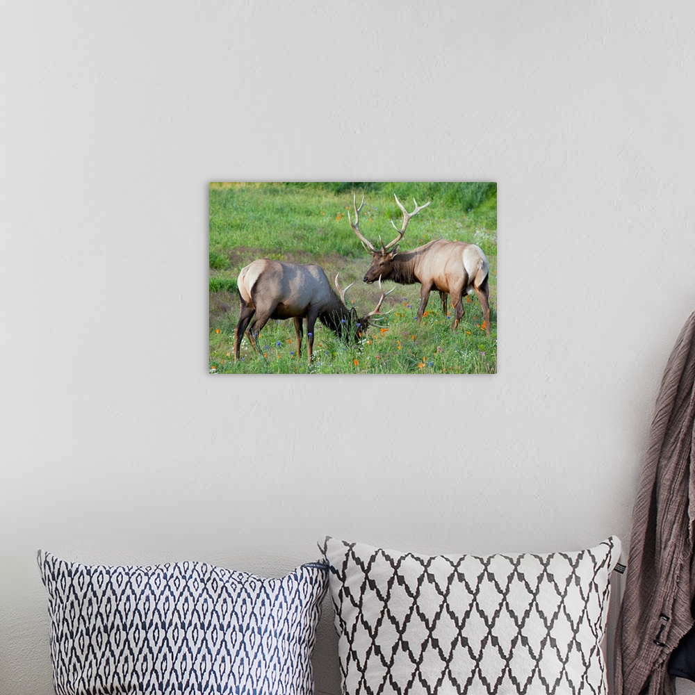 A bohemian room featuring A pair of captive Rocky Mountain Elk bulls feed in a field filled with colorful wild flowers at A...