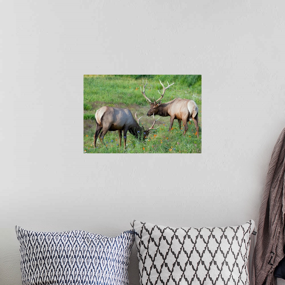 A bohemian room featuring A pair of captive Rocky Mountain Elk bulls feed in a field filled with colorful wild flowers at A...