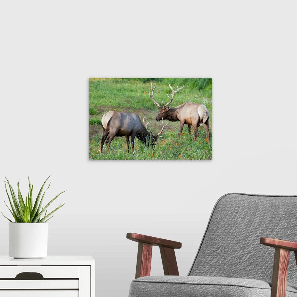 A modern room featuring A pair of captive Rocky Mountain Elk bulls feed in a field filled with colorful wild flowers at A...
