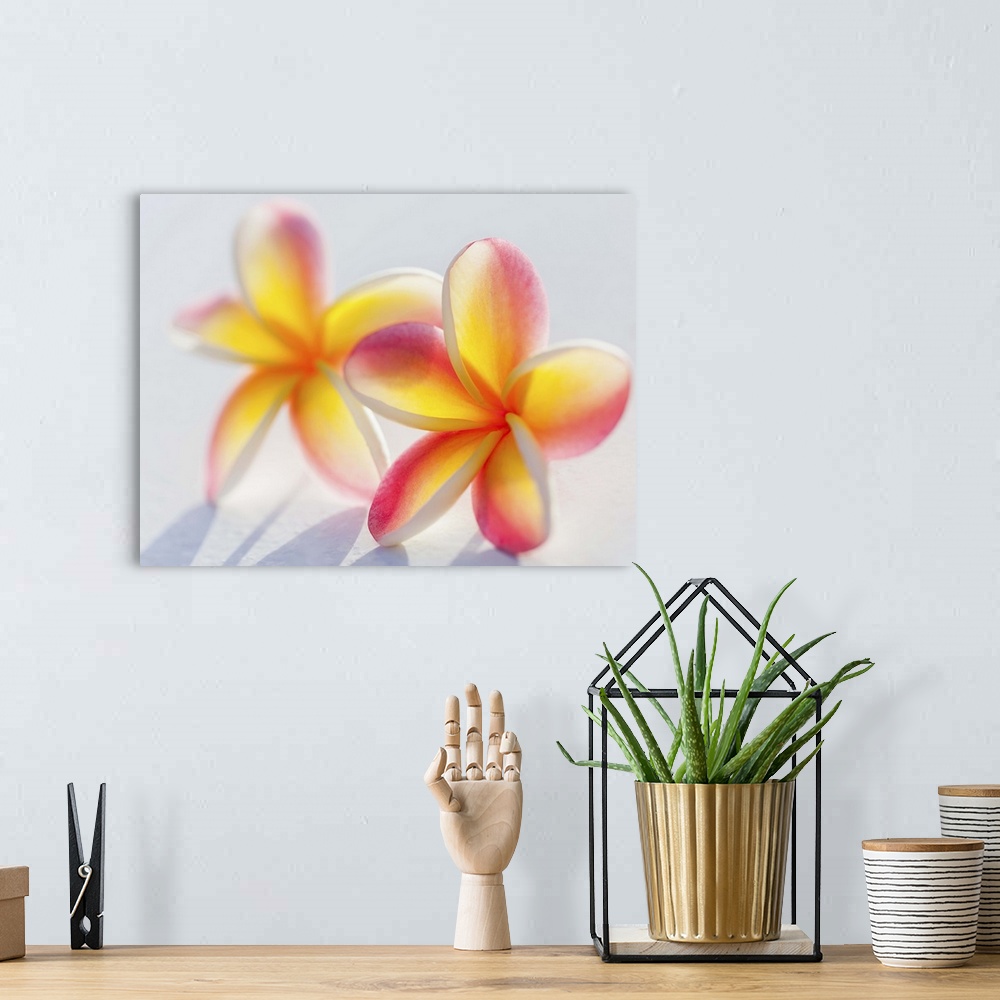 A bohemian room featuring A pair of beautiful yellow and pink Plumeria flowers together (Apocynaceae) on a white background...
