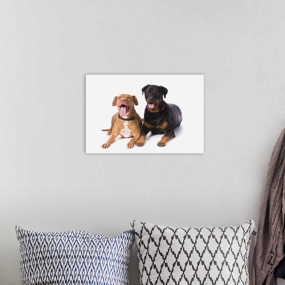 A bohemian room featuring A Pit Bull And A Rottweiller On A White Studio Background