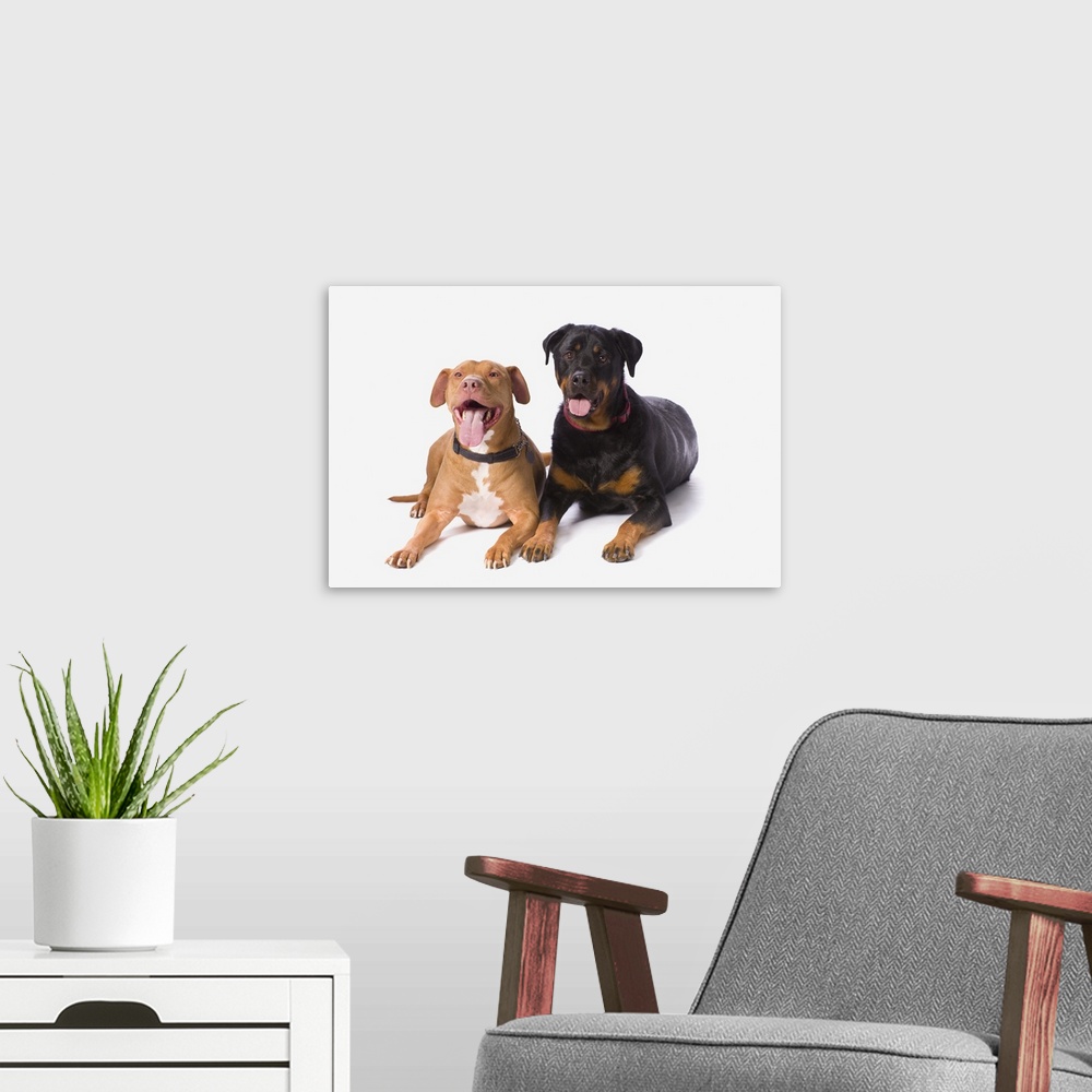 A modern room featuring A Pit Bull And A Rottweiller On A White Studio Background