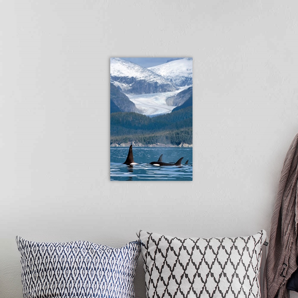 A bohemian room featuring A pod of Orca whales surface in Favorite Passage near Eagle Glacier and Coast Range