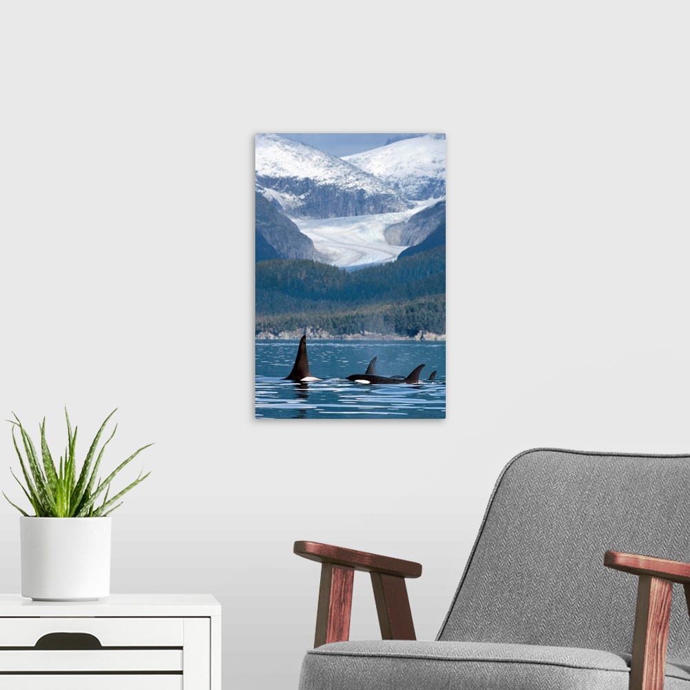 A modern room featuring A pod of Orca whales surface in Favorite Passage near Eagle Glacier and Coast Range