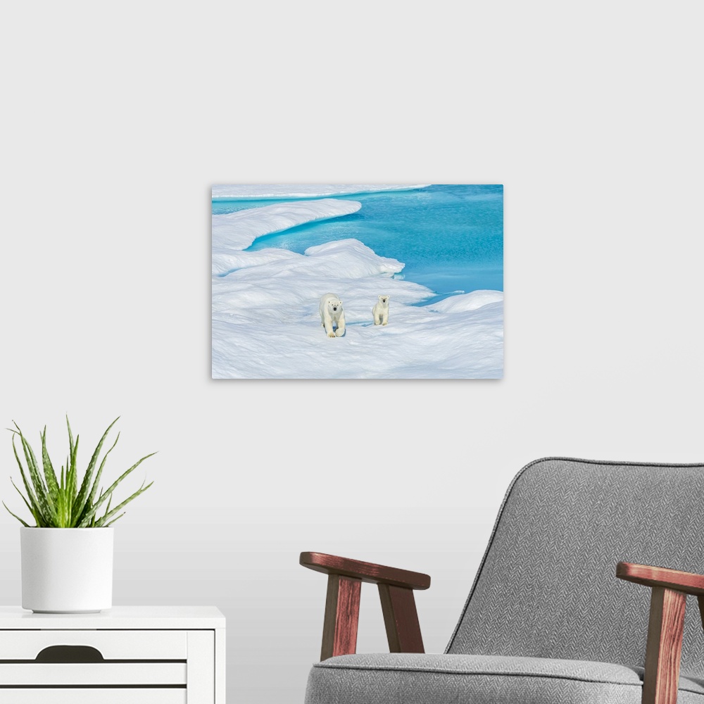 A modern room featuring A polar bear (Ursus maritimus) and its cub wander the ice floes in the Canadian Arctic.
