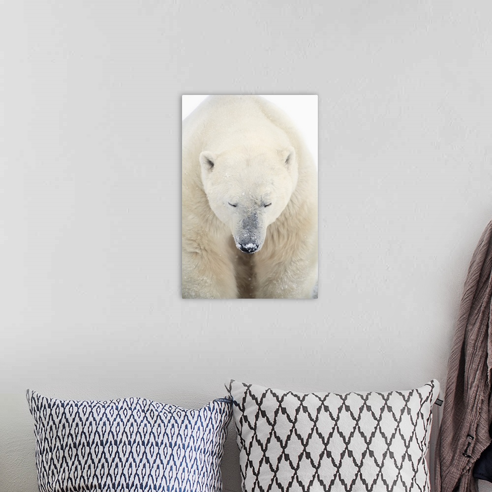A bohemian room featuring A Polar Bear Resting With It's Eyes Closed; Churchill, Manitoba, Canada