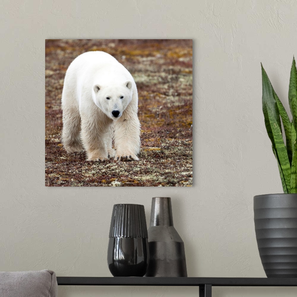A modern room featuring A Polar Bear Walking On The Tundra, Churchill, Manitoba, Canada