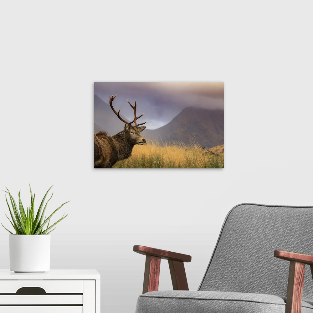 A modern room featuring A red deer stag in Glen Etive.