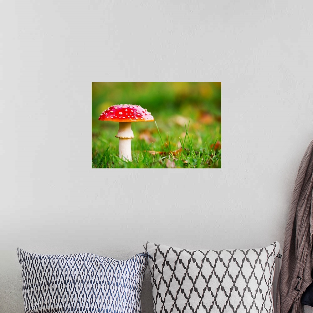 A bohemian room featuring A red mushroom in the grass. Northumberland, England.