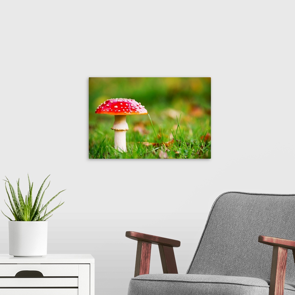 A modern room featuring A red mushroom in the grass. Northumberland, England.