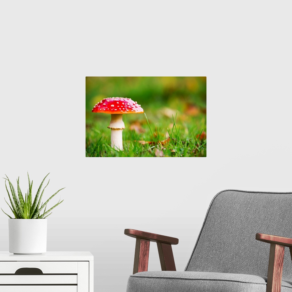 A modern room featuring A red mushroom in the grass. Northumberland, England.
