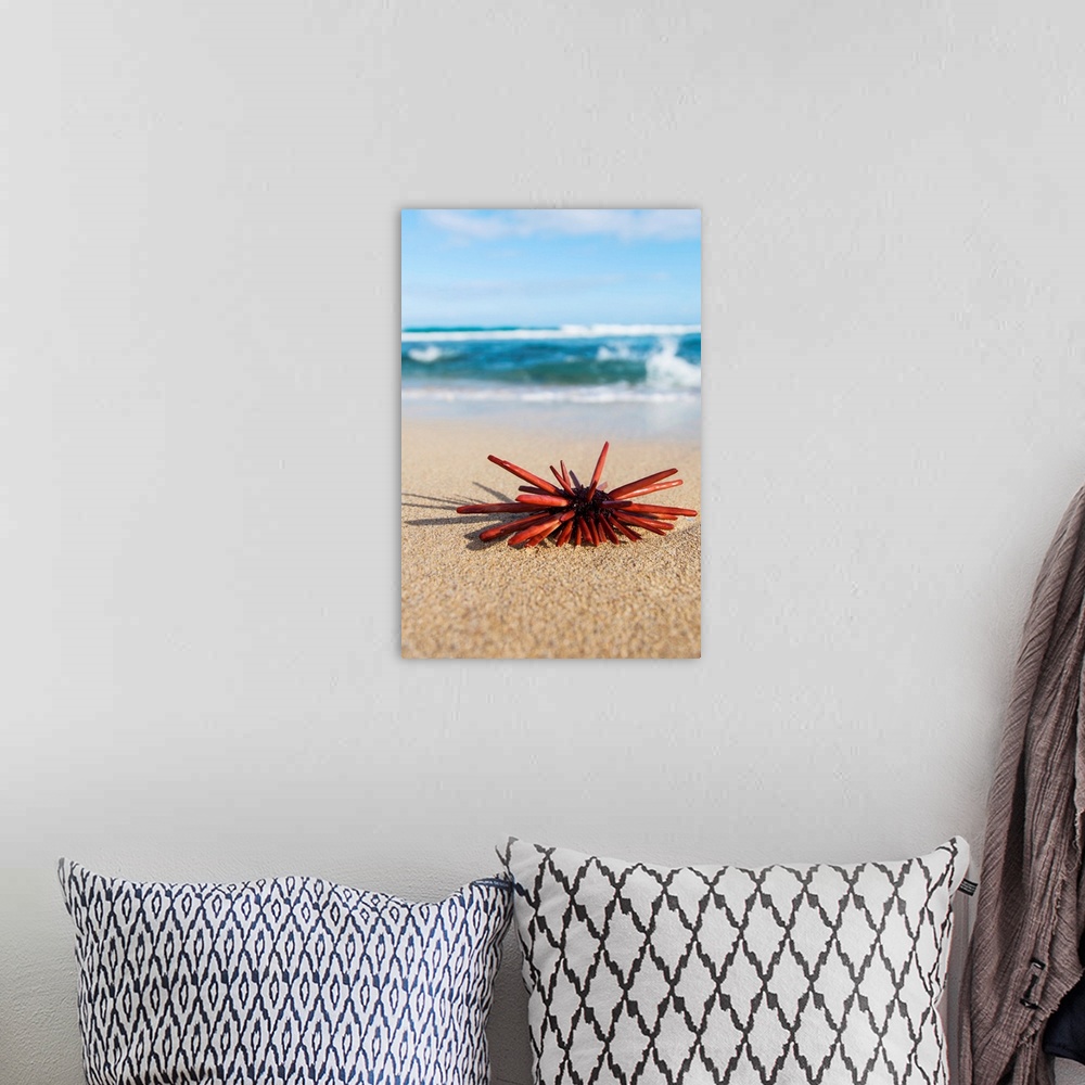 A bohemian room featuring A Red Slate Pencil Urchin (Heterocentrotus Mamillatus) sounds on the sand at the beach; Honolulu,...