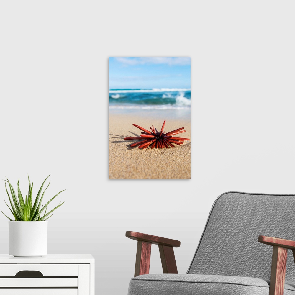 A modern room featuring A Red Slate Pencil Urchin (Heterocentrotus Mamillatus) sounds on the sand at the beach; Honolulu,...