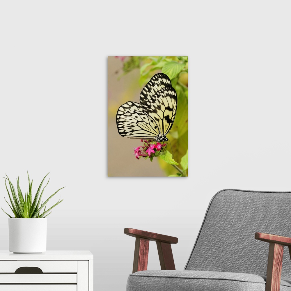 A modern room featuring A rice paper butterfly, Idea leuconoe, pollinating pink flowers. Westford, Massachusetts.