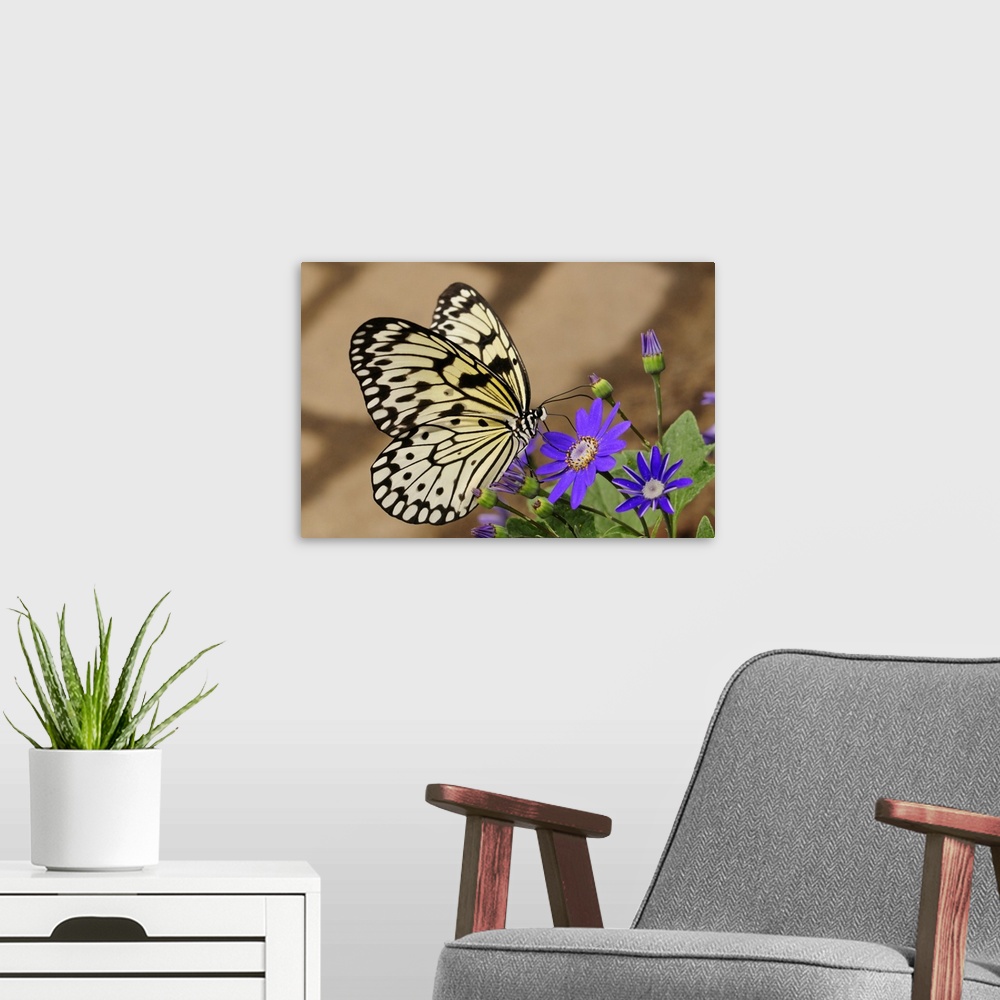 A modern room featuring A rice paper butterfly, Idea leuconoe, sipping from a purple flower. Westford, Massachusetts.