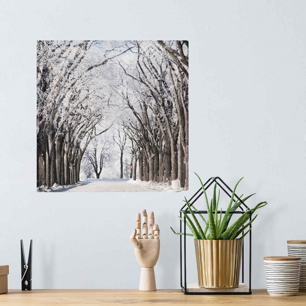 A bohemian room featuring A Road And Trees Covered In Snow In Winter, Winnipeg, Manitoba, Canada