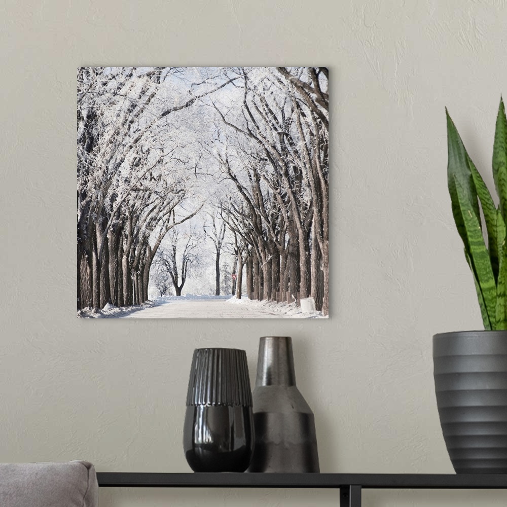 A modern room featuring A Road And Trees Covered In Snow In Winter, Winnipeg, Manitoba, Canada