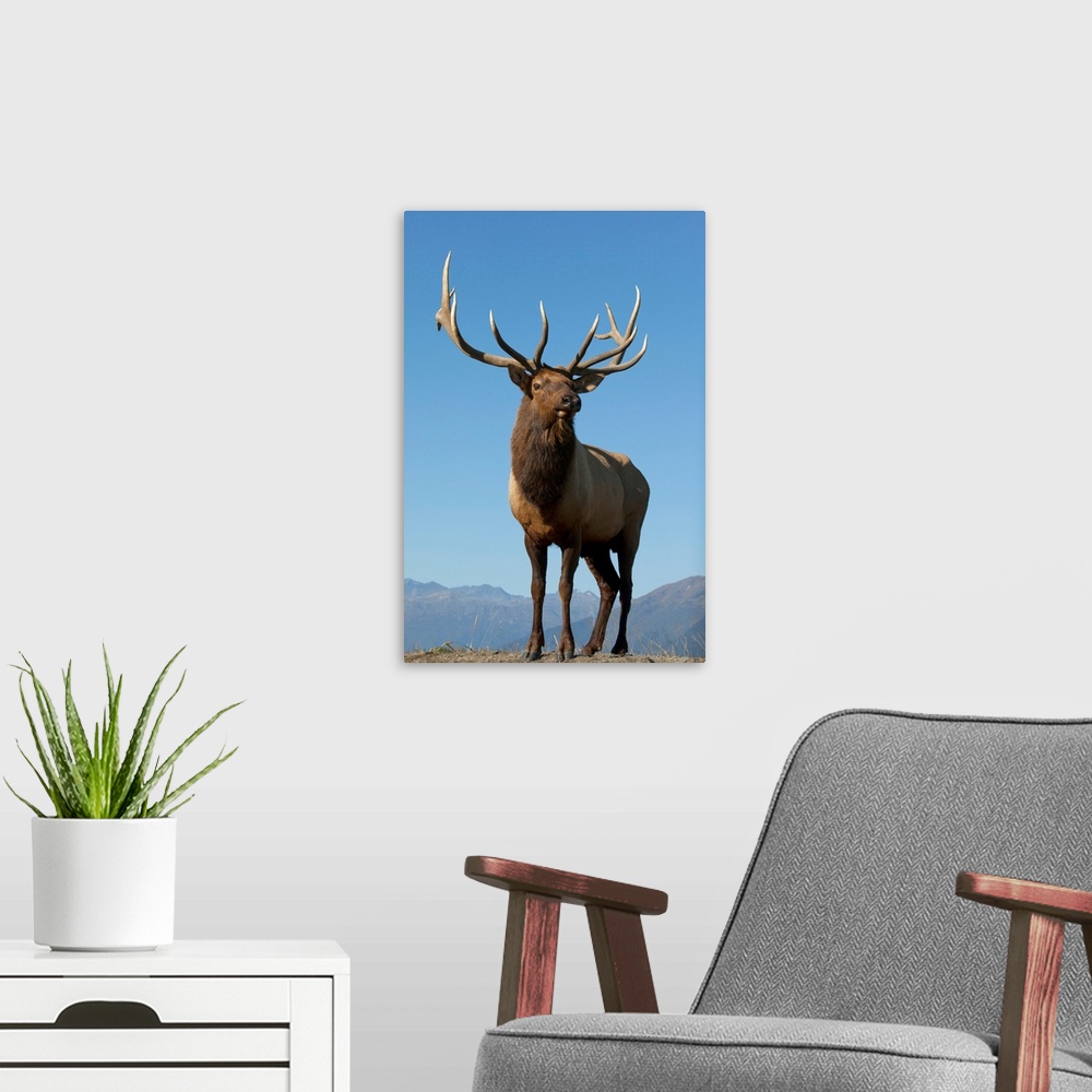 A modern room featuring A Rocky Mountain Bull Elk Bugling During The Autumn Rut, Southcentral Alaska