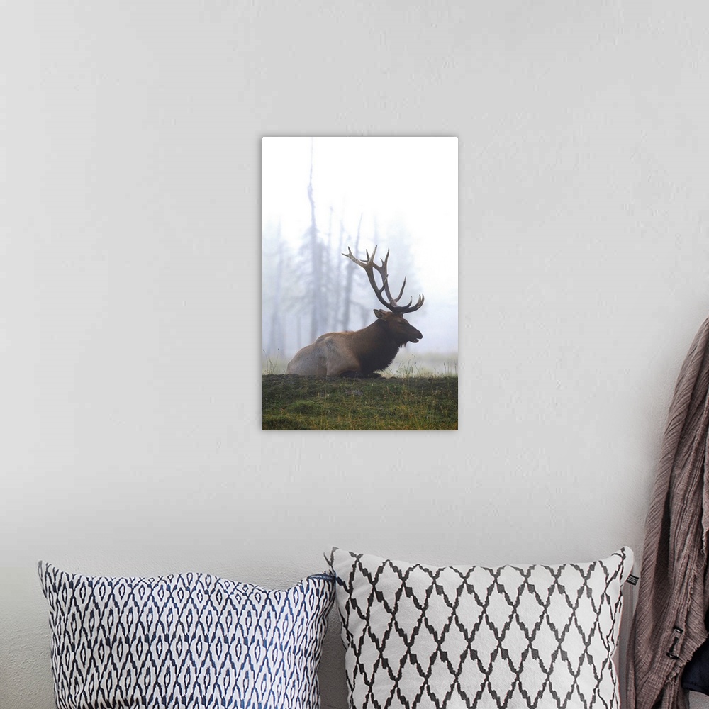 A bohemian room featuring A Roosevelt Bull Elk Lies On A Hillside In Early Morning Fog, Southcentral Alaska