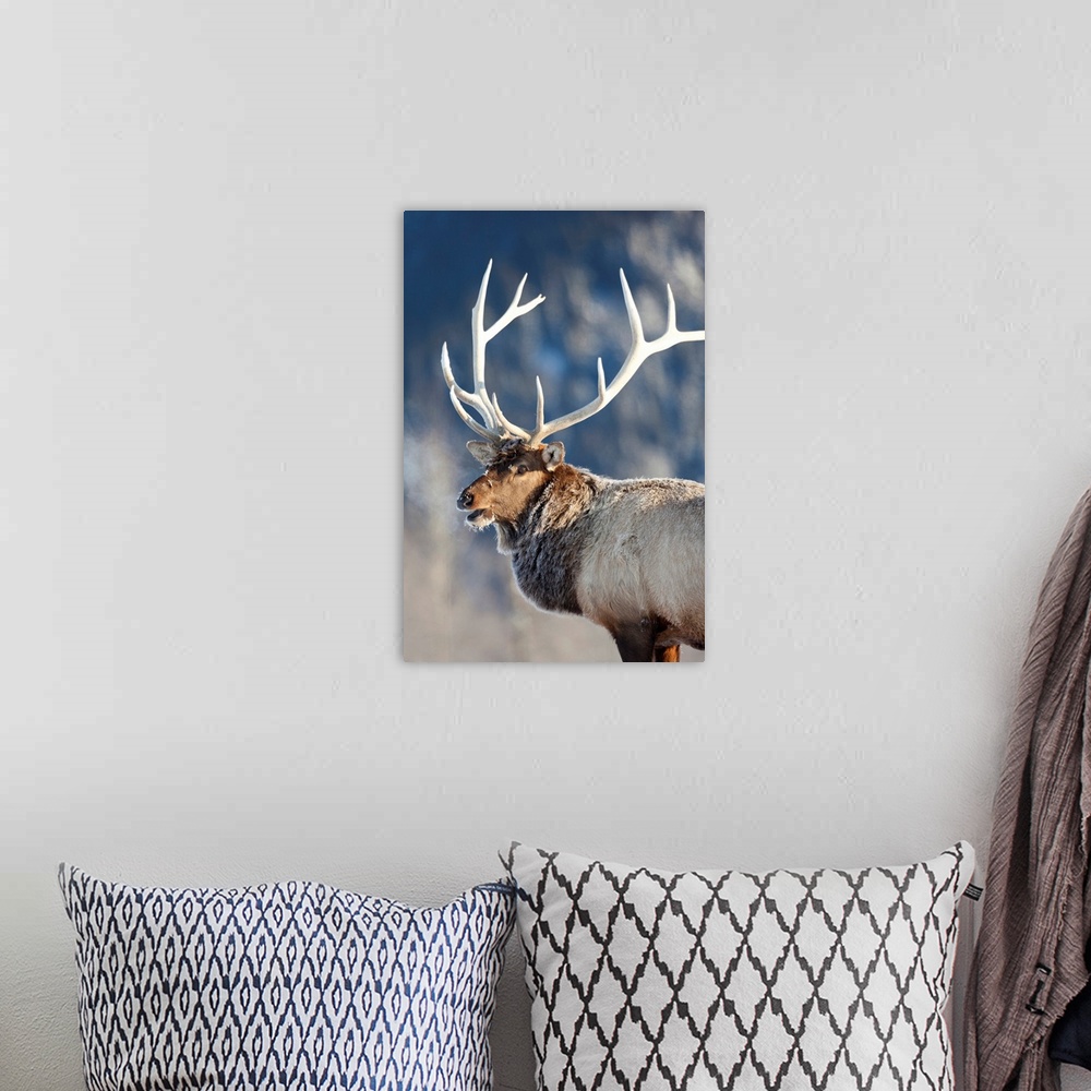 A bohemian room featuring A rost covered Rocky Mountain Elk, Southcentral Alaska, Winter