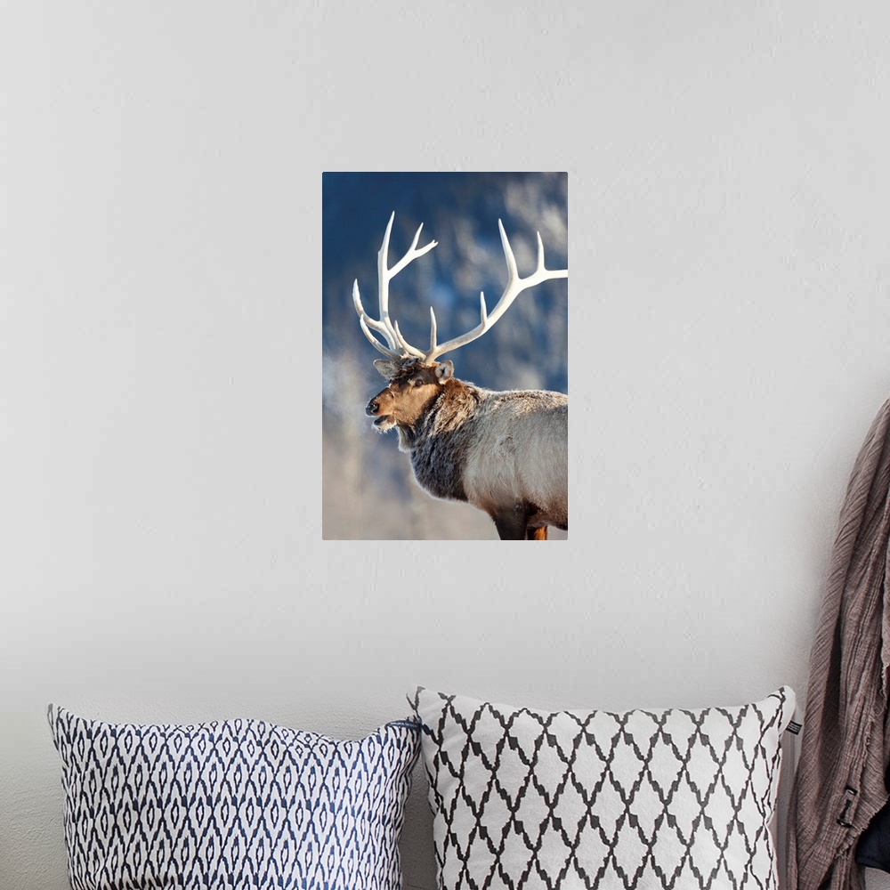 A bohemian room featuring A rost covered Rocky Mountain Elk, Southcentral Alaska, Winter
