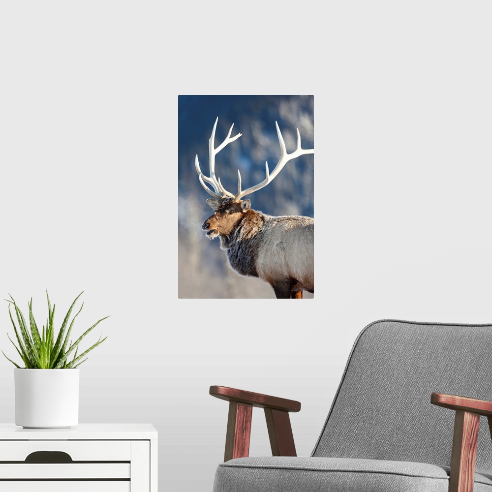 A modern room featuring A rost covered Rocky Mountain Elk, Southcentral Alaska, Winter