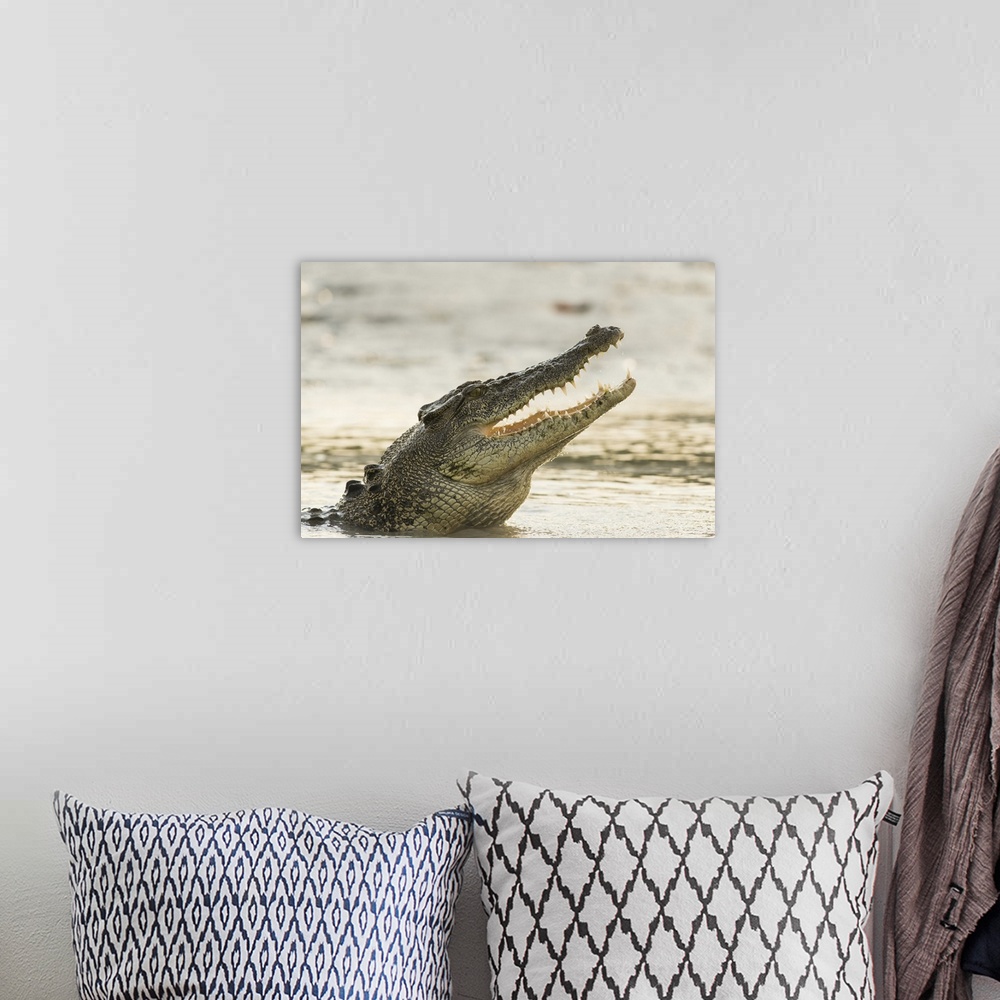 A bohemian room featuring A saltwater crocodile (Crocodylus porosus) opens its jaws as it erupts out of the Hunter River, p...