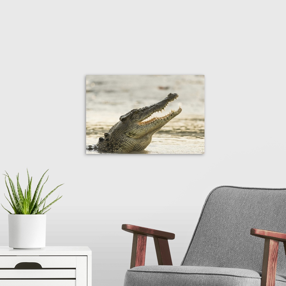 A modern room featuring A saltwater crocodile (Crocodylus porosus) opens its jaws as it erupts out of the Hunter River, p...