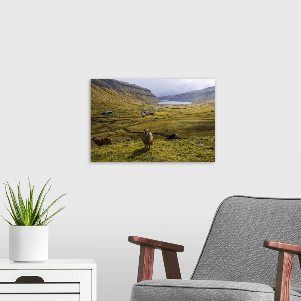 A modern room featuring A scenic field with sheep in Faroe islands.