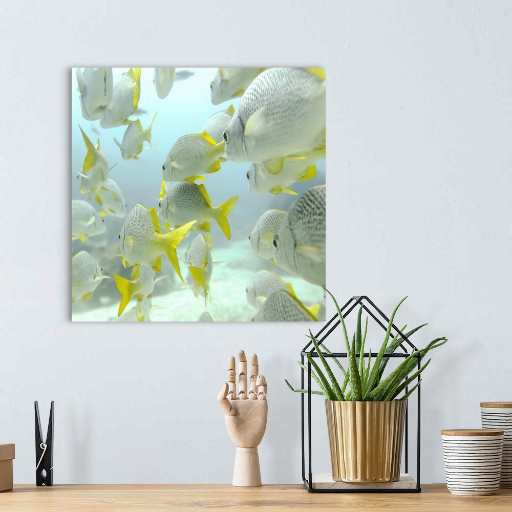 A bohemian room featuring A School Of Yellow-Tailed Grunt Fish  Swimming Underwater; Galapagos, Equador