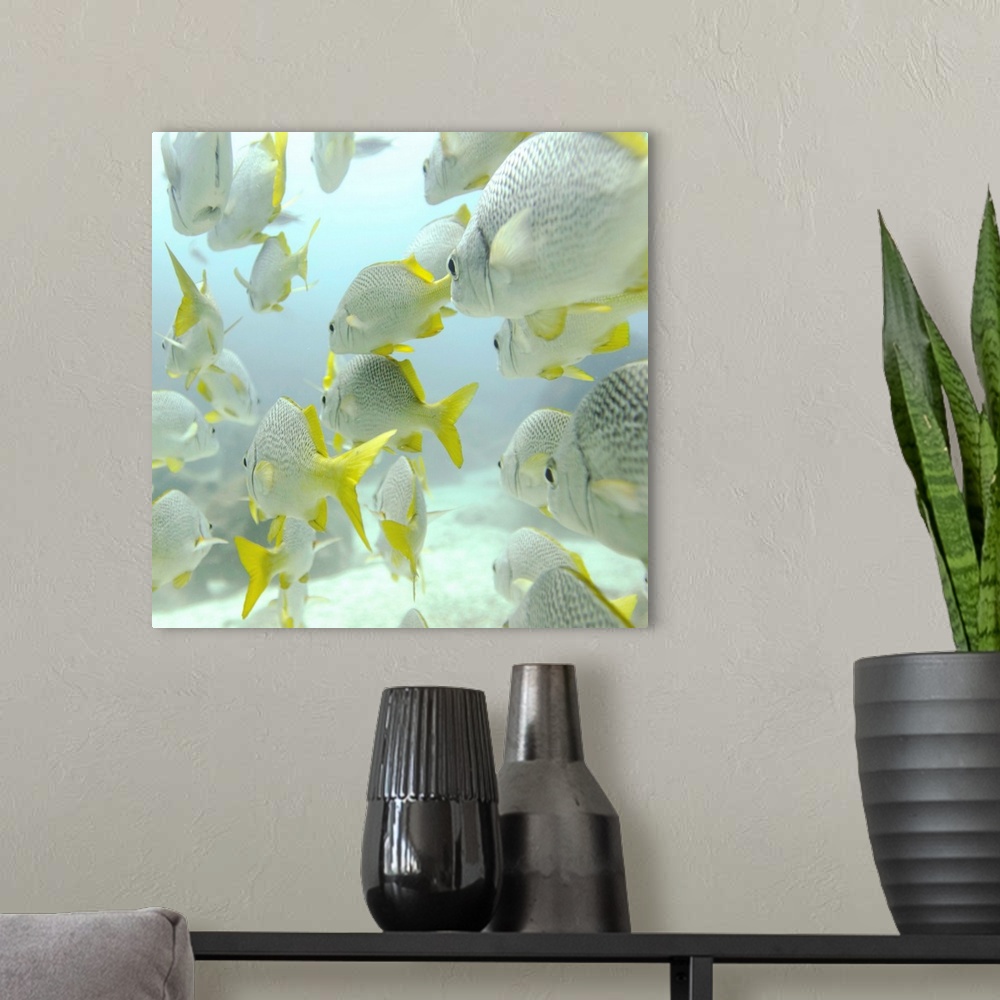 A modern room featuring A School Of Yellow-Tailed Grunt Fish  Swimming Underwater; Galapagos, Equador