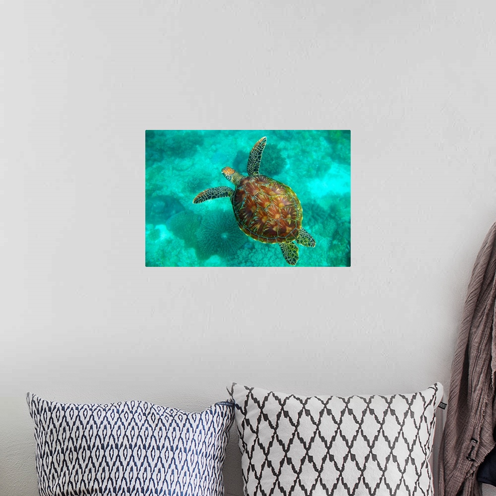 A bohemian room featuring This turtle is photographed while swimming in the clear ocean water just above the ocean floor.