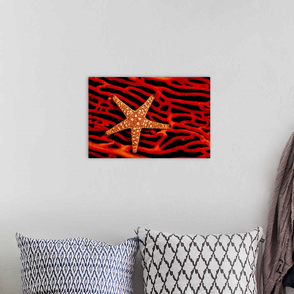A bohemian room featuring A seastar (Fromia sp.) on a red fan of gorgonian coral; Fiji.
