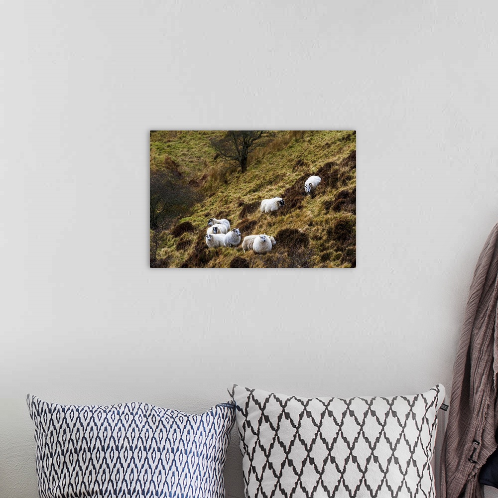 A bohemian room featuring A shepherd and his sheep in the hills on the Isle of Skye.