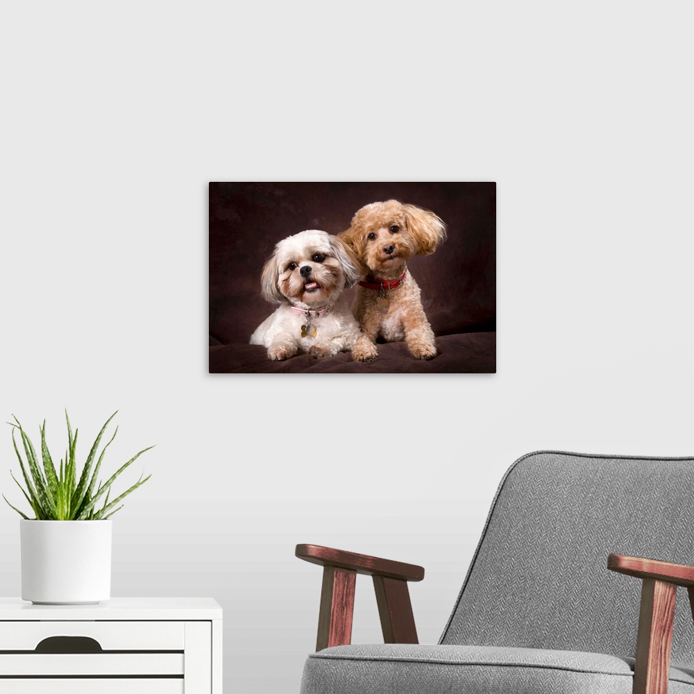 A modern room featuring A Shihtzu And A Poodle On A Brown Backdrop