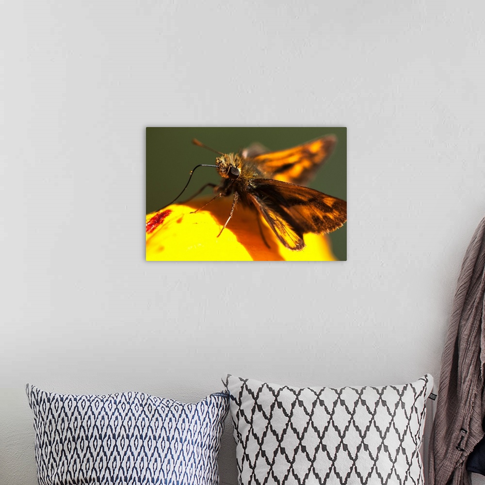 A bohemian room featuring A Skipper Butterfly (Hesperiidae) Visits A Flower. Astoria, Oregon, United States Of America.
