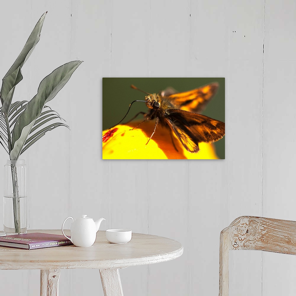 A farmhouse room featuring A Skipper Butterfly (Hesperiidae) Visits A Flower. Astoria, Oregon, United States Of America.