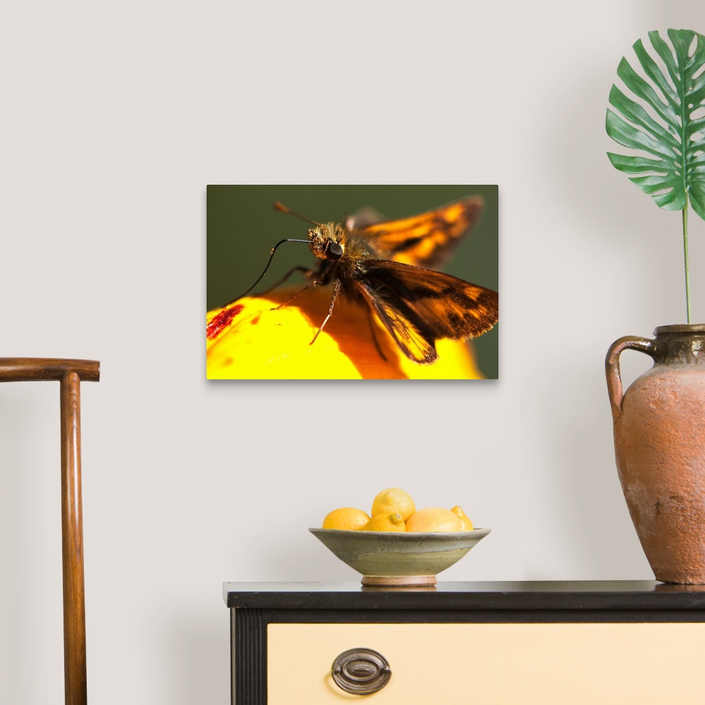 A traditional room featuring A Skipper Butterfly (Hesperiidae) Visits A Flower. Astoria, Oregon, United States Of America.
