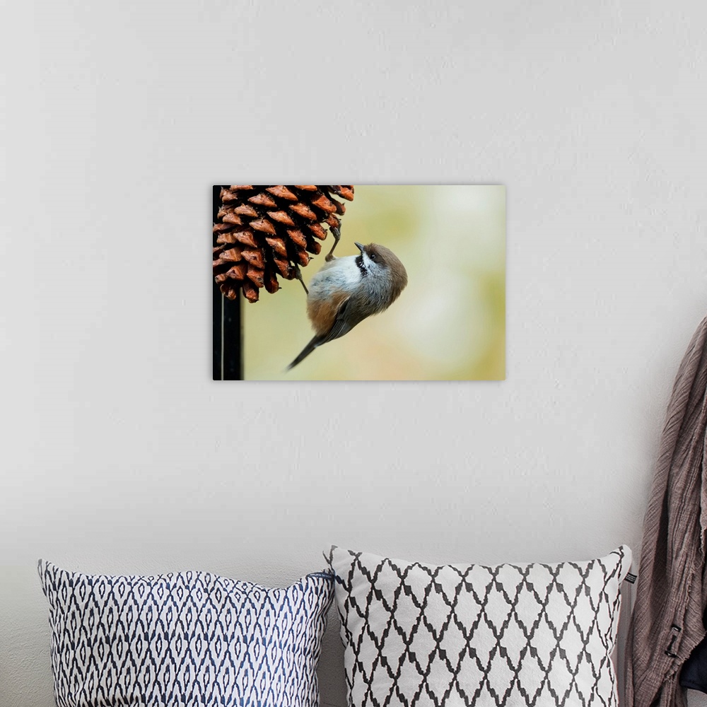 A bohemian room featuring A small bird clings to a pine cone, Alaska, United States of America.