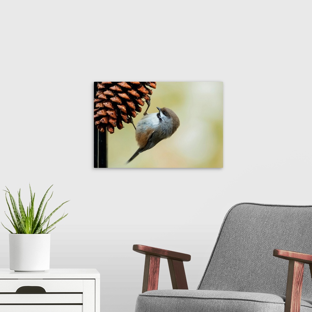 A modern room featuring A small bird clings to a pine cone, Alaska, United States of America.