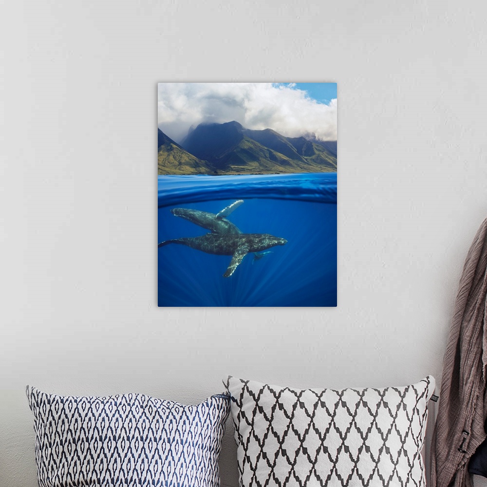 A bohemian room featuring A split image of a pair of humpback whales (Megaptera novaeangliae) underwater in front of the We...