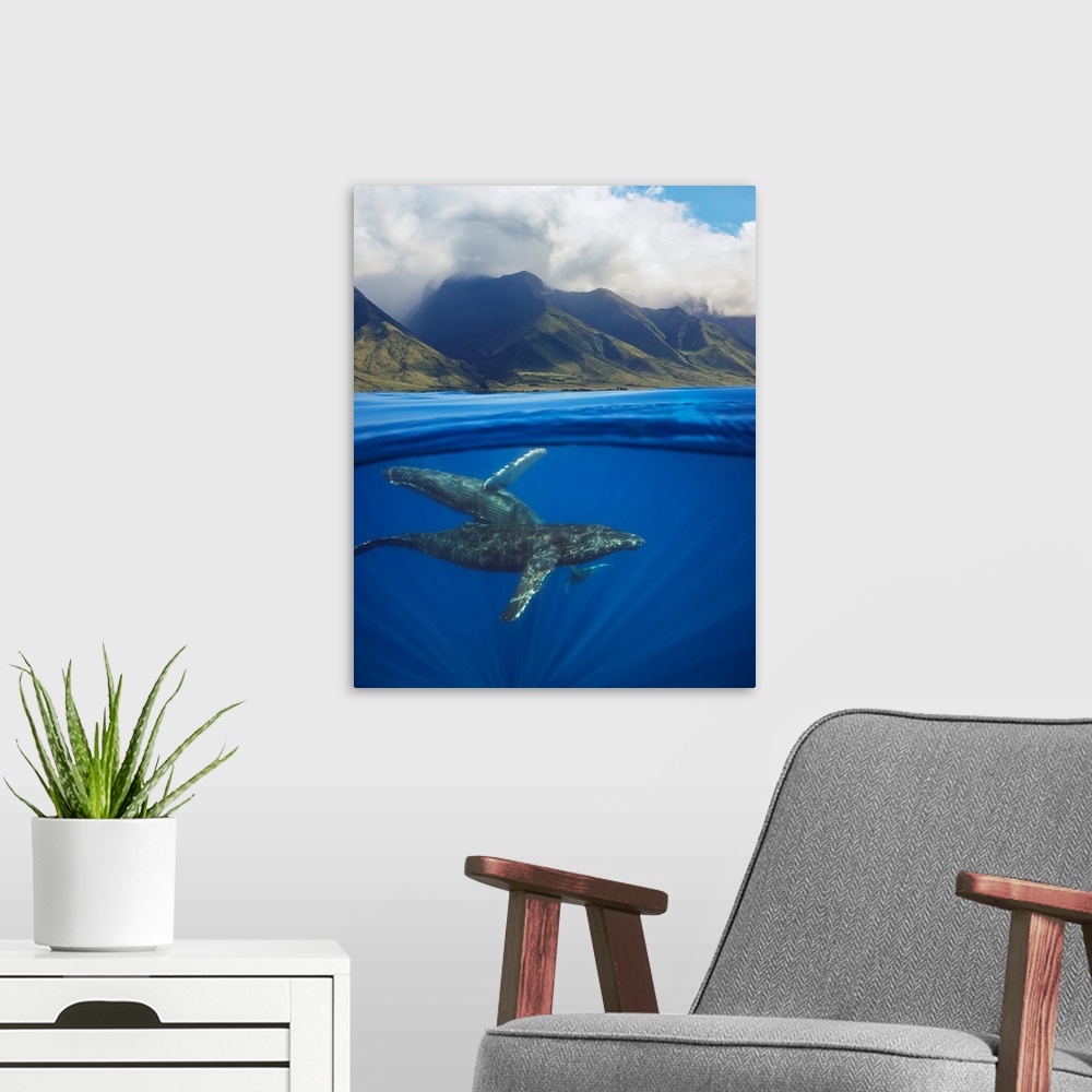 A modern room featuring A split image of a pair of humpback whales (Megaptera novaeangliae) underwater in front of the We...