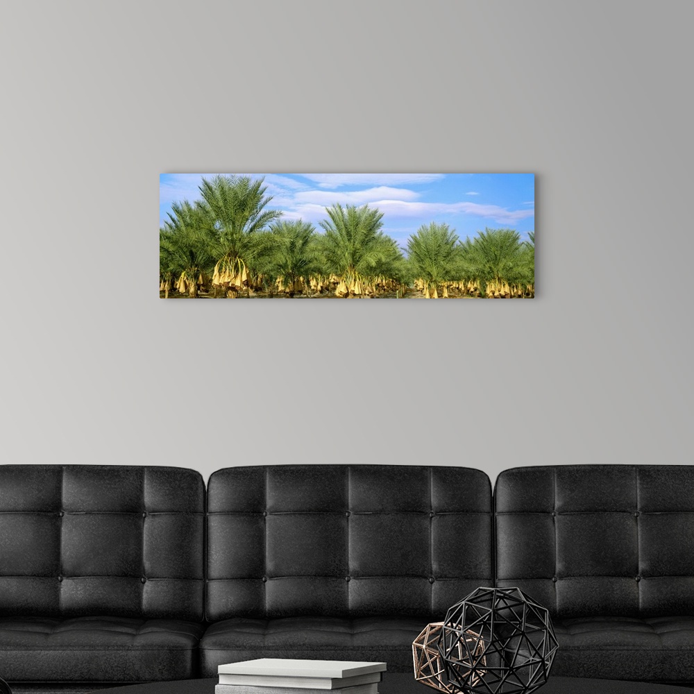 A modern room featuring A stand of date palm trees