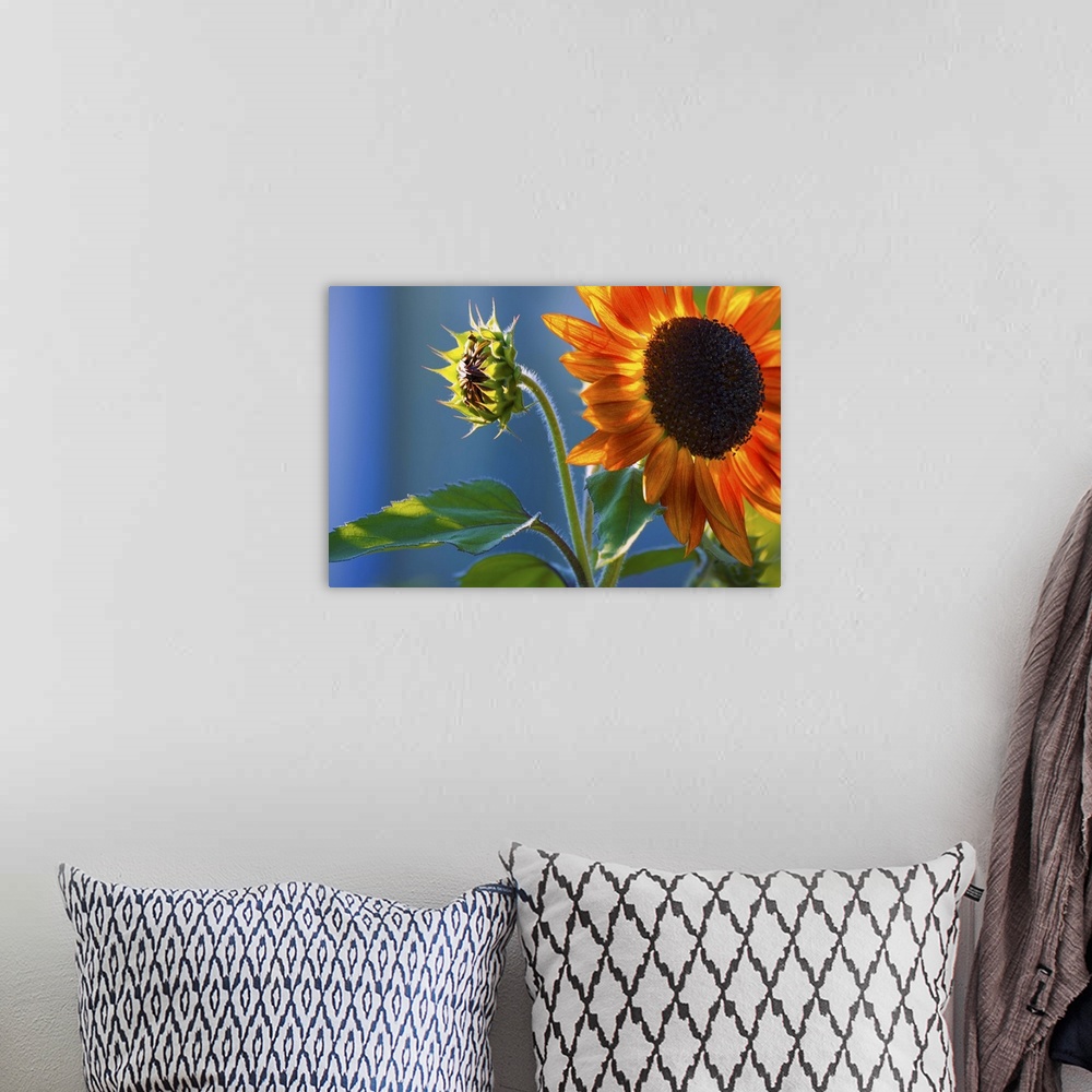 A bohemian room featuring A Sunflower Blooming With Bud