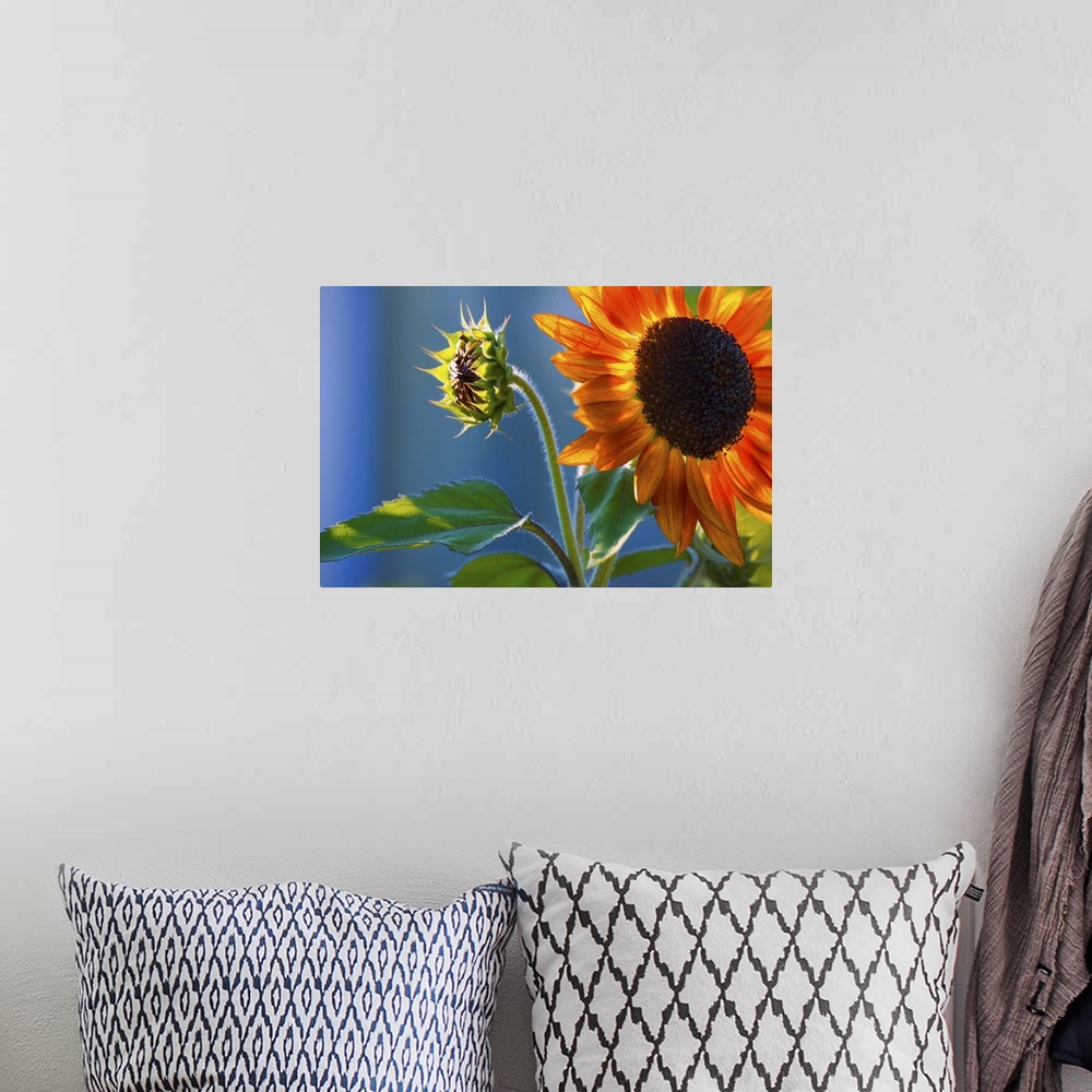 A bohemian room featuring A Sunflower Blooming With Bud
