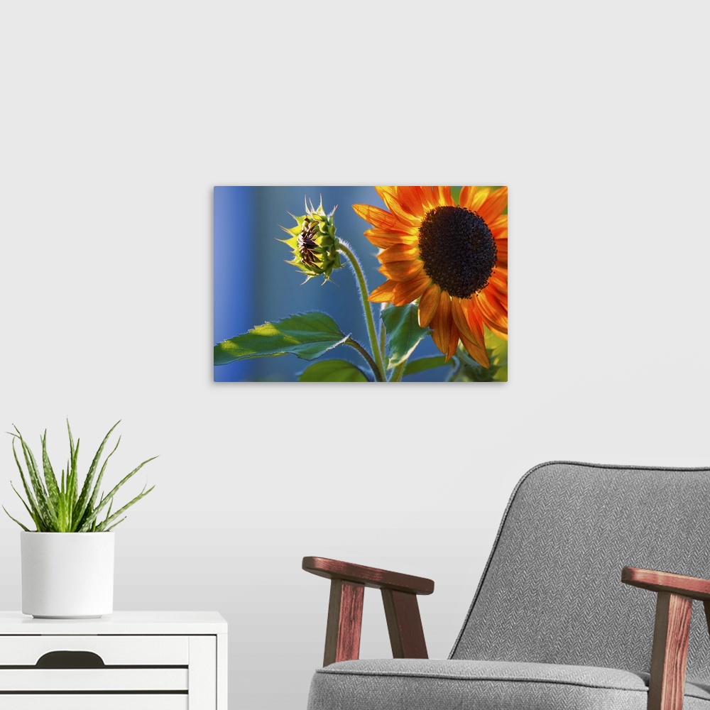 A modern room featuring A Sunflower Blooming With Bud
