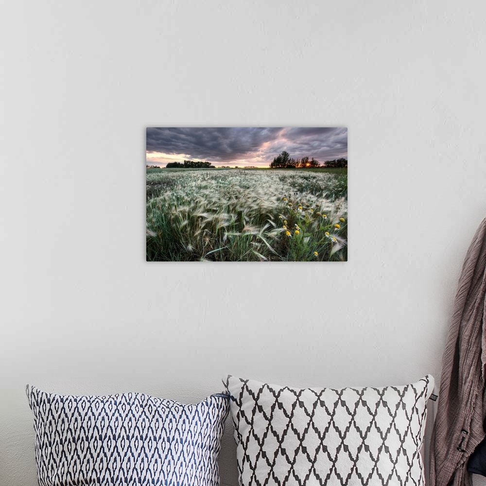 A bohemian room featuring A Sunrise With Storm Clouds Over A Field Of Foxtails, Central Alberta, Canada