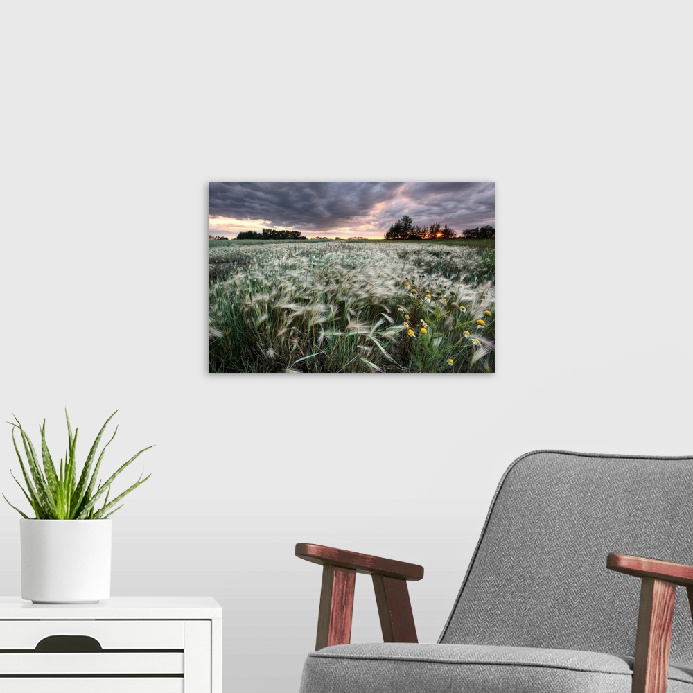 A modern room featuring A Sunrise With Storm Clouds Over A Field Of Foxtails, Central Alberta, Canada