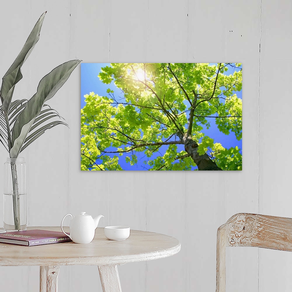 A farmhouse room featuring A photograph is taken from the base of a tree and looking up through its branches where the sun i...