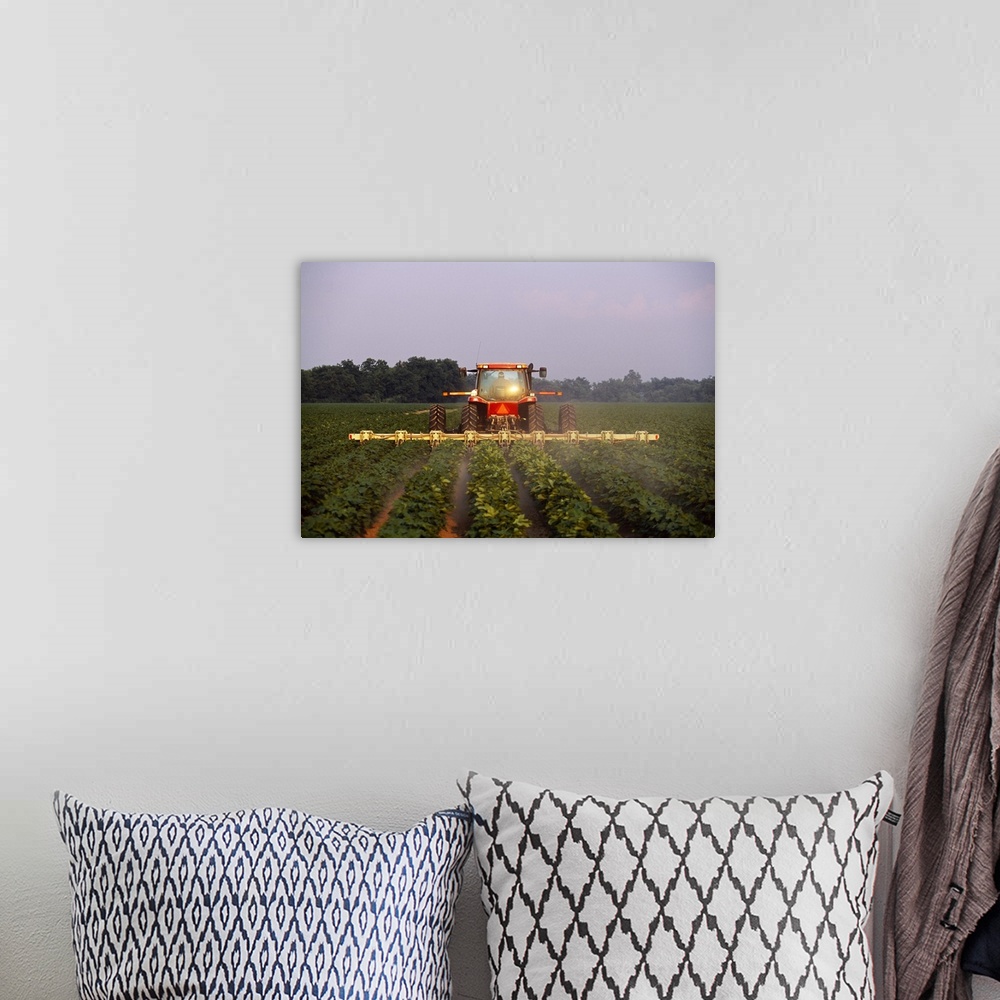 A bohemian room featuring A tractor cultivates mid growth cotton in early morning light, Mississippi